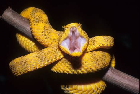 Pit Viper Striking