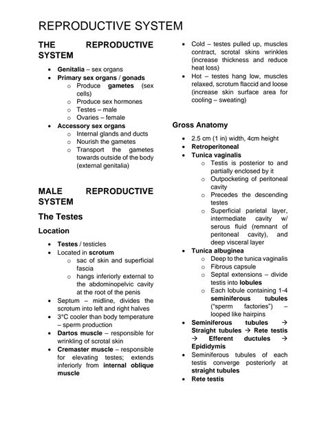 Solution Anatomy Male Reproductive System Lecture Notes Ust