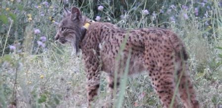 Muere atropellado uno de los linces más longevos de la población de Doñana