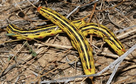 Striped Caterpillars: An Identification Guide (With Photos) - Owlcation