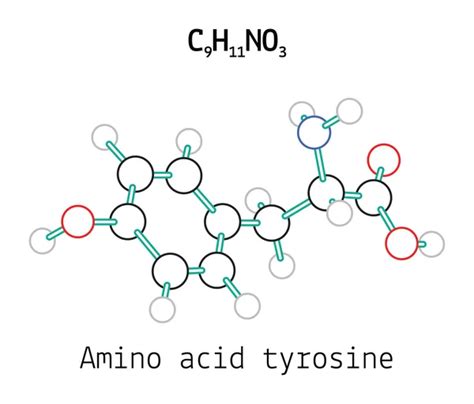 25 Amino acid tyrosine Vector Images | Depositphotos