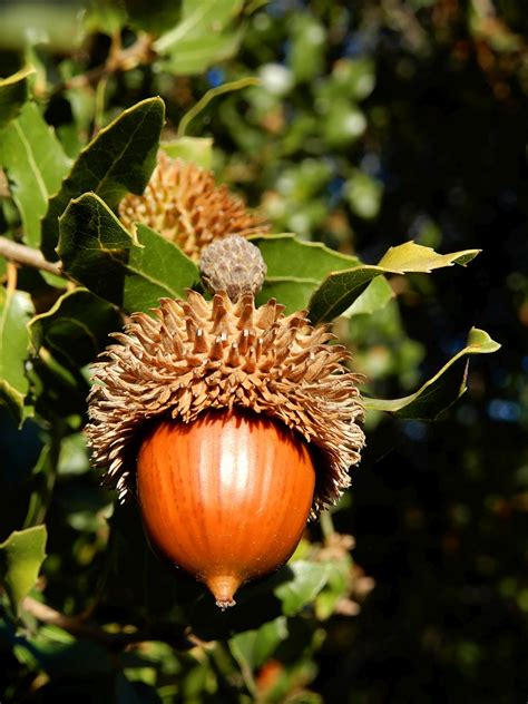 Quercus Coccifera Kermes Oak