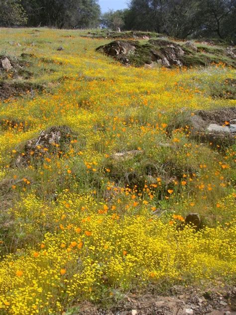 wildflowers in yosemite | National parks, Yosemite, Natural landmarks