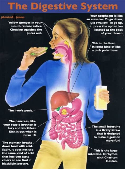 Digestion System in human body