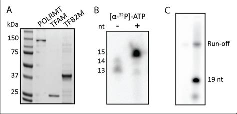 Expression And Purification Of Recombinant Human Mitochondrial Rna