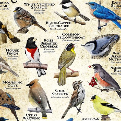 Songbirds Of Minnesota Poster Print Field Guide Etsy