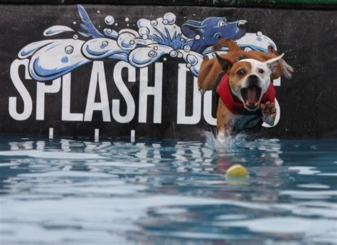 Splash Dog competition | Dog competitions, Jumping dog, Sporting dogs