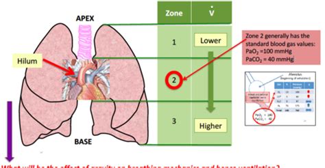 Alveolar Ventilation Flashcards Quizlet