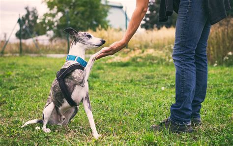 Training Your Greyhound Dog