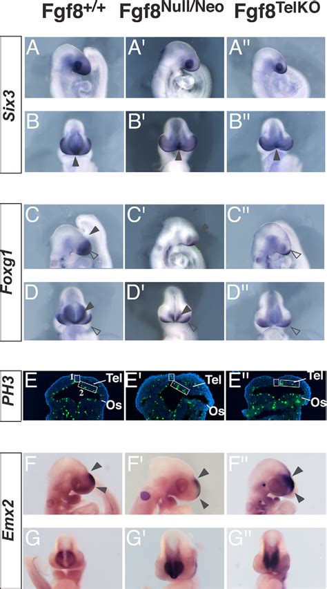 Foxg1 Expression And Proliferation Are Reduced In The Forebrain Of Fgf8 Download Scientific