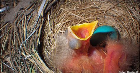 Early Sports And Pop Culture History Blog Perching Birds And Nudity The Naked Truth About As