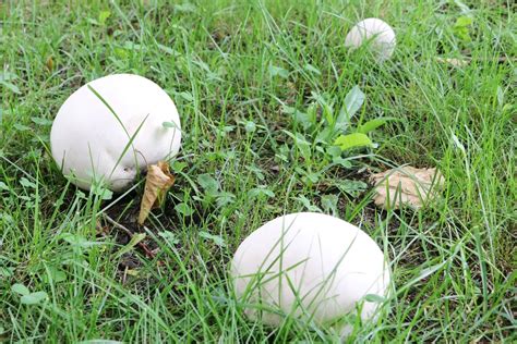 Wei E Pilze Im Garten Bestimmen Hausgarten Net