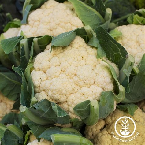 Cauliflower Seeds All Year Round Cauliflower Vegetable Seeds