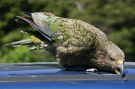 Kea Parrot Trying To Get into a Car Stock Image - Image of mischief, filcher: 46448781