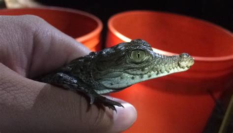 Baby American Crocodiles