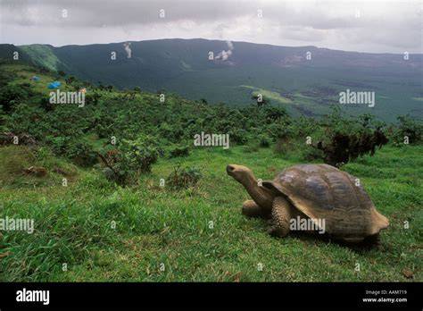 GIANT TORTOISE Geochelone Elephantopus On ALCEDO CRATER ISLA ISABELLA