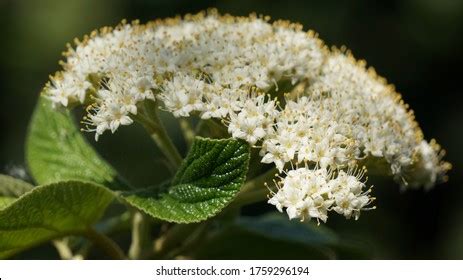 Leatherleaf Over Royalty Free Licensable Stock Photos Shutterstock