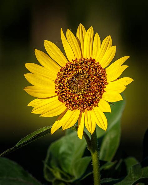 Common Sunflower Photograph By Doug Long