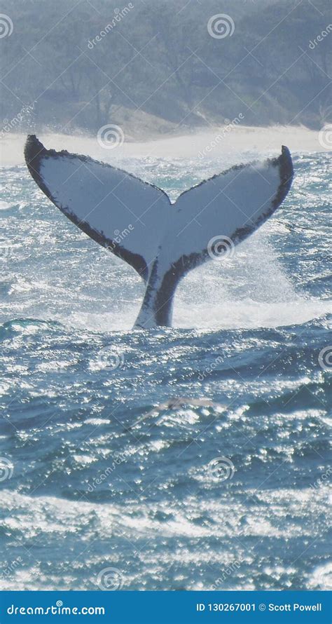 A Humpback Whales Tale Stock Image Image Of Headland