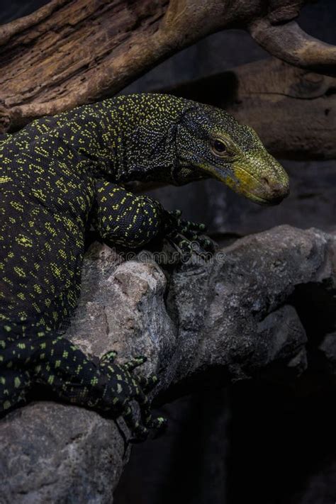 Black and yellow Lizard stock photo. Image of focus, biology - 70871322