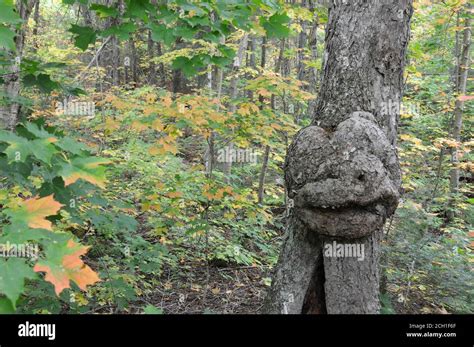 Optical Illusions Faces In Trees