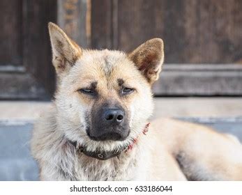 Portrait Cute Chinese Rural Dog Stock Photo 633186044 | Shutterstock