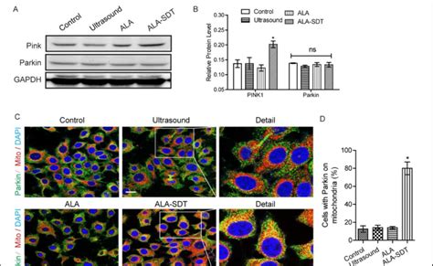 PINK1 Parkin Pathway Is Involved In ALA SDT Mediated Mitophagy A B