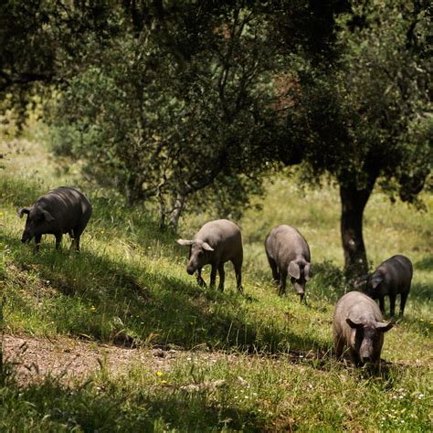 All About Organic Jamón Ibérico Pure Flavour from the Dehesa