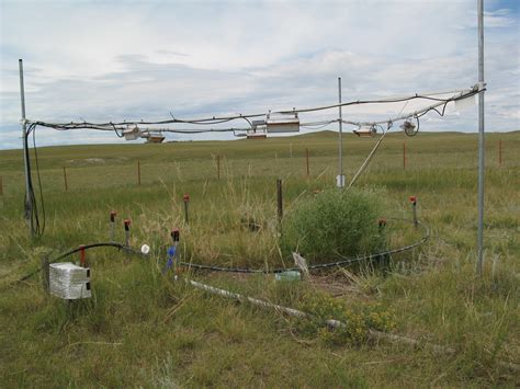 Fear no weevil: weed control insects unfazed by climate change