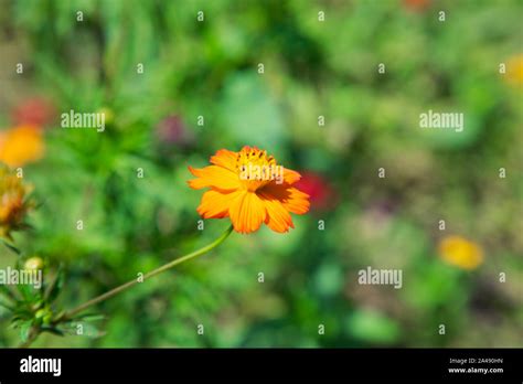 Flowers In The City Beijing China Stock Photo - Alamy