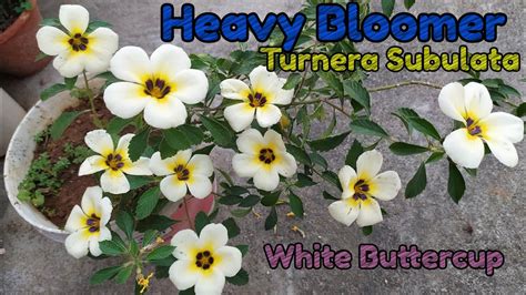 White Alder Turnera Subulata White Buttercup Flower Heavy Bloomer