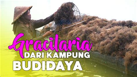 Gracilaria Dari Kampung Budidaya Rumput Laut Sekali Tanam Panen