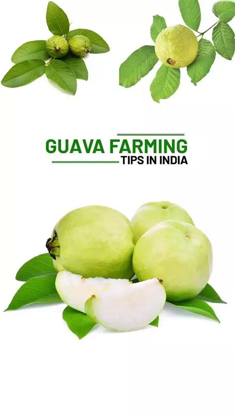 Guava Farming Tips in India: Benefits of Guava