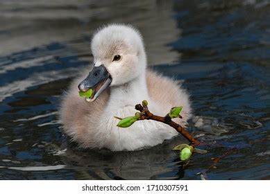 Baby Swan Feeding On Young Leaves Stock Photo 1710307591 | Shutterstock