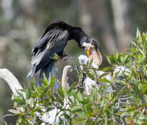 15 Australian Birds (Episode 7) - 10,000 Birds