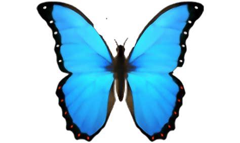 The Butterfly Emoji | Pam Roy Blog