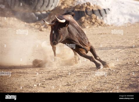 Rodeo Bull Charging