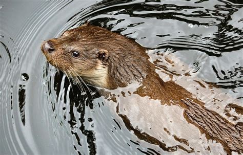 Nutria Qué Es Características Definición Y Concepto