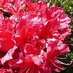 Mariko 2 Japanese Amateur Amateur Porn XHamster