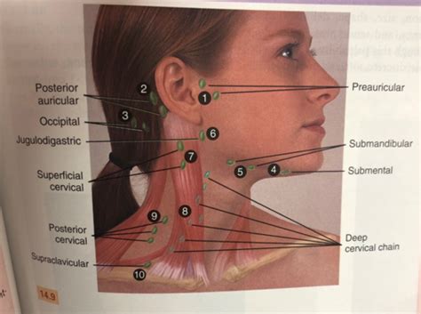 Head Face Neck Including Lymphatics Flashcards Quizlet