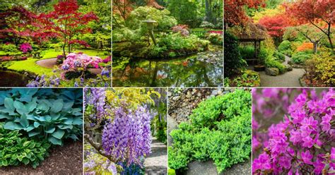 18 Plants to Grow in a Traditional Japanese Garden