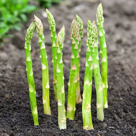 How to Grow Asparagus 101 - Bulb Blog | Gardening Tips and Tricks ...