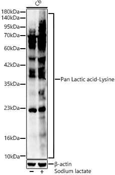 Lactyl Lysine Antibody Azide And BSA Free NBP3 15602 Novus Biologicals