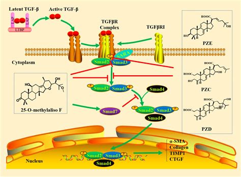 Frontiers Tgf Smad Signaling Pathway In Tubulointerstitial Fibrosis