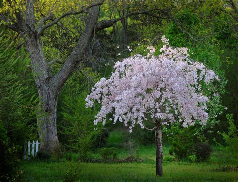 Pink Snow Showers™ Weeping Cherry Tree For Sale Buying And Growing Guide