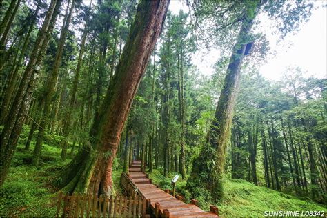 L08342阿里山 嘉義縣 阿里山鄉 阿里山國家森林遊樂區 阿里山巨木群步道 神木 紅檜 檜木 24號神木 24號 Flickr