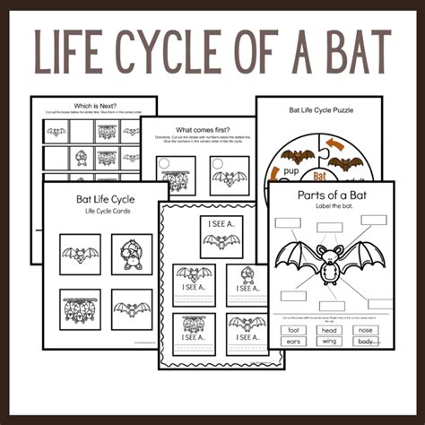 Bat Life Cycle Worksheets For Preschoolers