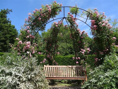 Comment Faire Tenir Un Rosier Grimpant Sur Un Mur L Esprit Nature