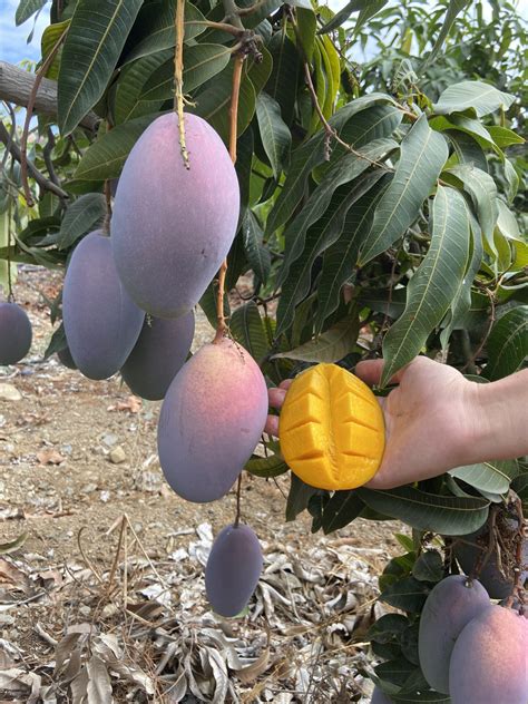 Propiedades Del Mango Beneficios Nutricionales De Esta Fruta Tropical