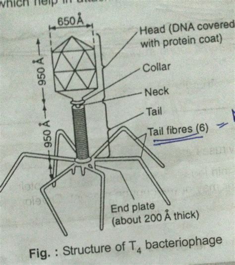 Labelled Diagram Of A Bacteriophage